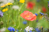Flower meadow with poppies, borage, cornflowers and Tanacetum flowers