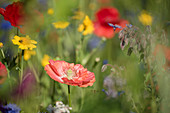 Flower meadow with poppies, borage, and wildflowers