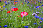 Blue tansy, cornflowers and poppies in wildflower meadow
