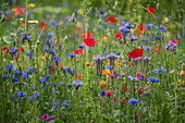 Blue tansy, cornflowers and poppies in wildflower meadow