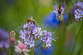 Honey bees on Phacelia