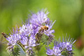 Honeybee on Phacelia