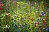 Mallow, viper's buglos, tansy, cornflowers, poppies and blue tansy in wildflower meadow