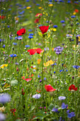 Cornflowers, poppies and blue tansy in wildflower meadow