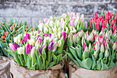 Tulips for selling as cut flowers