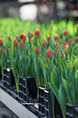 Tulips ready for cutting in greenhouse