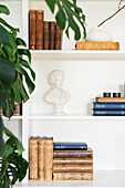 Swiss cheese plant in front of old books and bust on white shelves