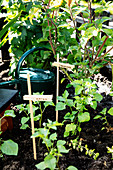 Plants in the mini garden with clothespins as labels