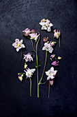 Blüten von Akelei auf dunklem Untergrund