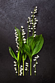 Lily-of-the-valley on dark surface