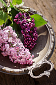 Lilac flowers in silver dish