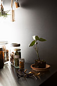 Small bay tree in soil and jars of dried herbs