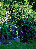 Climbing rose growing on rustic fence made from branches