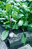 Roman snail on edging stone of spinach bed
