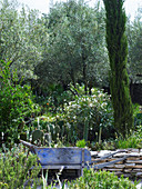 Cypress, oleanders and cacti in Mediterranean garden