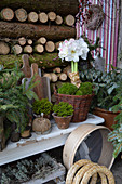 Winter arrangement with amaryllis planted in basket in front of stacked firewood