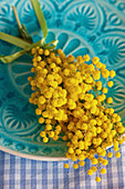 Posy of mimosa flowers