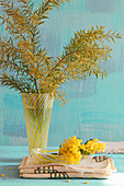 Branch of flowering mimosa in glass vase