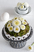 Arrangement of white bellis and moss on metal cake stand