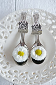 Bellis on curved spoons on vintage-style perforated plate