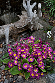 Purple primulas, gravel and weathered, gnarled wood in garden