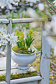 Hyacinths in soup tureen