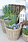 Wicker baskets planted with blue spring-flowering plants