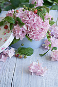 Hortensienblüten und Himbeerzweige in nostalgischer Papierbox