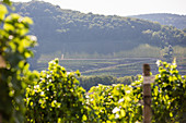 A vineyard hiking route near Perl, Germany (tri-border area)