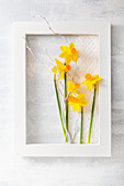 Narcissus flowers and white twig in white wooden frame