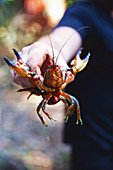 Yabby crayfish
