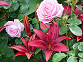Flowers of 'Cavoli' lily and 'Crescendo' rose