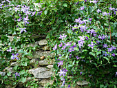 Clematis 'Arabella' on natural stone wall
