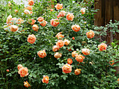 English rose 'Lady of Shalott'