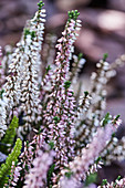 Close-up of flowering heather