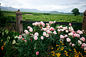 Pink roses in cottage garden