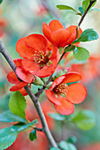 Branch of Japanese flowering quince blossom