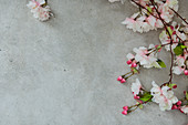 Cherry blossom on grey surface