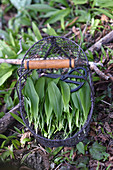 Freshly picked ramsons and herb scissors in wire basket