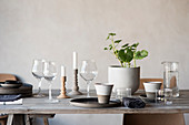 Wine glasses, beakers, houseplant and candles on rustic wooden table