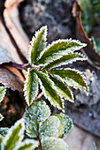 Ground elder leaves covered in hoar frost