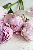 Water droplets on pink peonies
