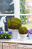 Handmade moss balls in front of window