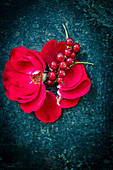 Rosenblüte und rote Johannisbeere