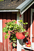 Hanging strawberry in the red pot at the children's playhouse