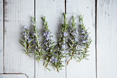 Flowering branches of rosemary
