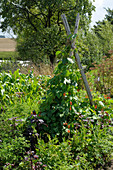 Sensory garden in Papendorf, Germany:runner beans growing on wigwam support