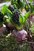 Hyacinth flower buds