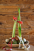 Red amaryllis in balls of moss and Christmas baubles in wooden trough