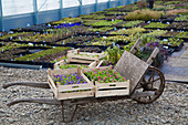Crates of violets in a nursery